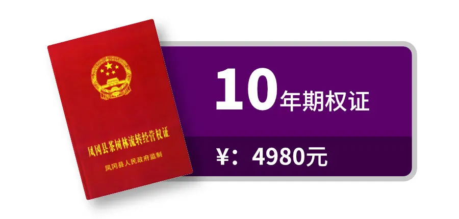 10年期权证图标