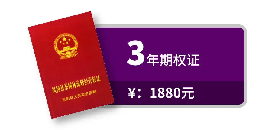 3年期权证图标