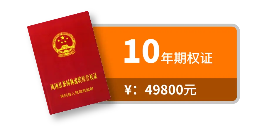 10年期权证图标