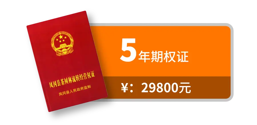 5年期权证图标
